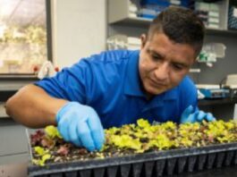 Germán Sandoya Miranda examines plant samples in a lab at the UF/IFAS Everglades Research and Education Center