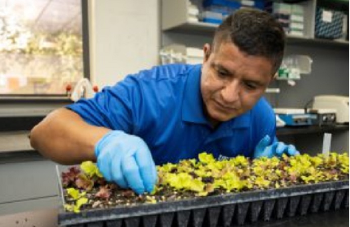 Germán Sandoya Miranda examines plant samples in a lab at the UF/IFAS Everglades Research and Education Center